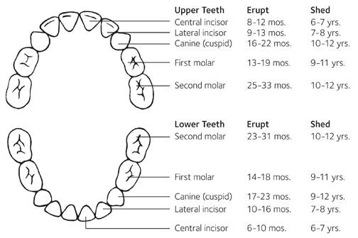 Guide for baby teeth showing kind of teeth and age when they errup and shed